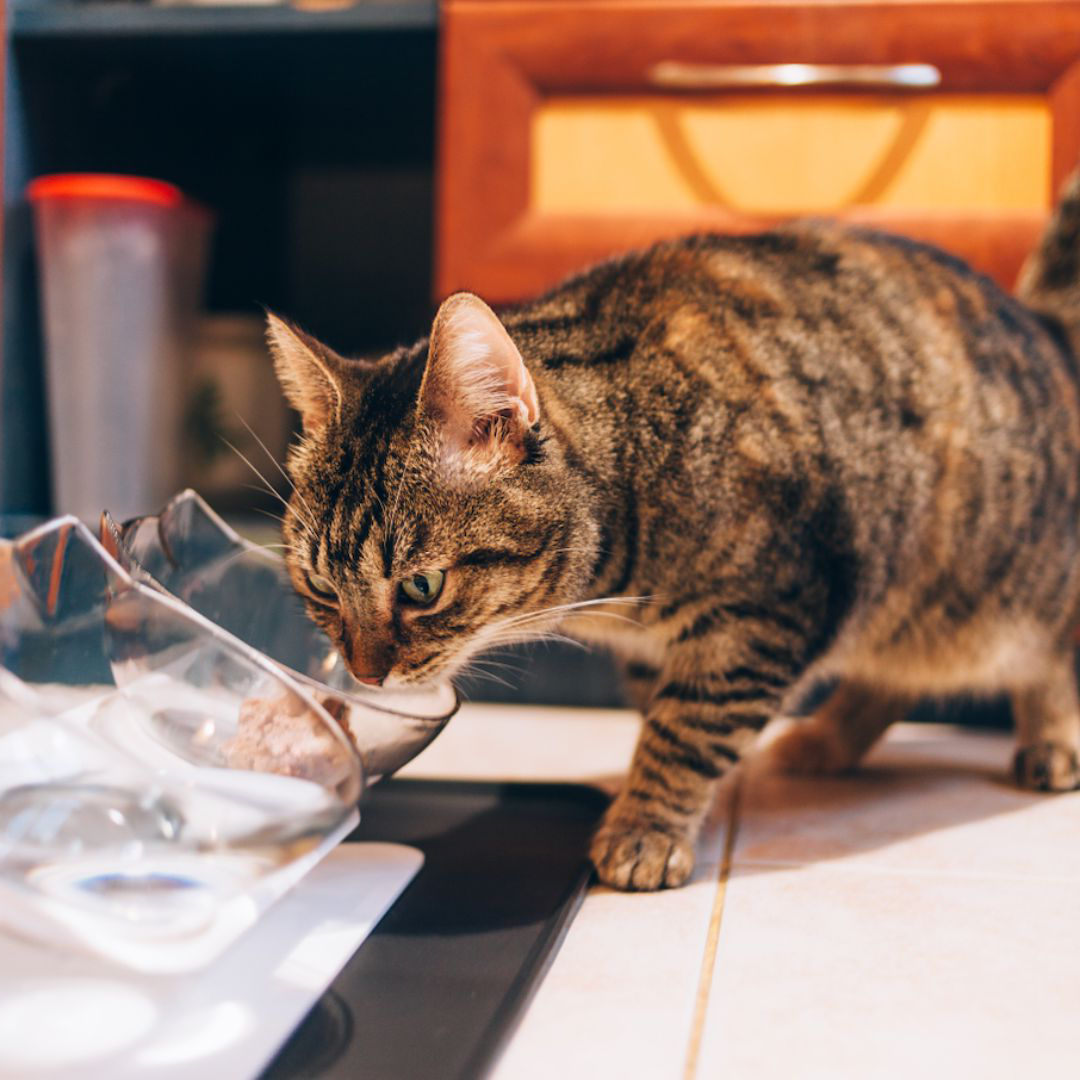 Orthopedic anti-vomiting bowl for cats