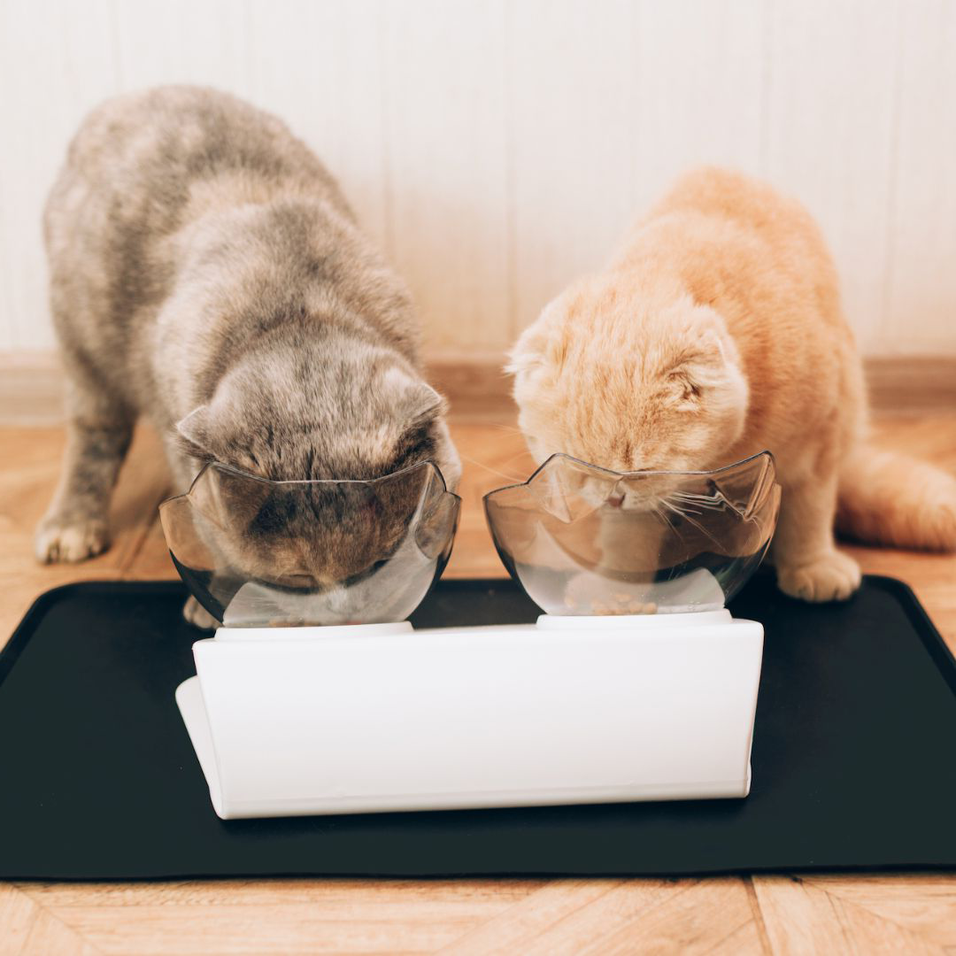 Orthopedic anti-vomiting bowl for cats